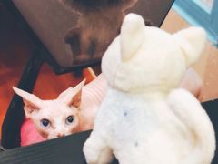 -猫小院猫主题咖啡厅(北锣店)