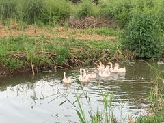 -同銮特种养殖场·龙虾垂钓