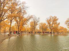 -金塔沙漠胡杨林景区