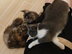 -momokira米努特·德文卷毛猫·棉花面纱犬