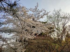 -西安青龙寺遗址景区