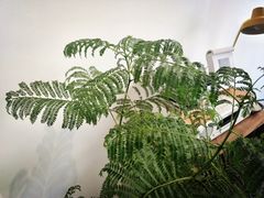 -三花屋 Mihhanaya