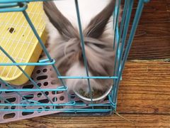 -志龙皇冠吃货椰子铺