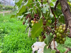 -马陆小张葡萄园农家乐