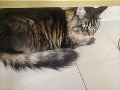 -鼓捣猫呢主题猫咖店
