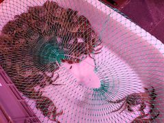 -芦潮港集贸市场