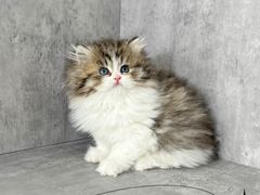 -小猫来了·猫舍(红山六九七九店)