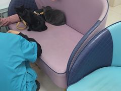 -北京观赏动物医院·24小时大型综合·猫专科·异宠专科