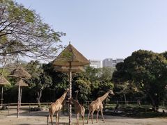 -深圳野生动物园