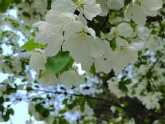 -海棠花溪(元大都城垣遗址公园)