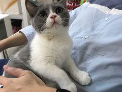 -lincat·猫舍(广州店)