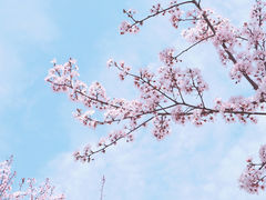 -院士公园