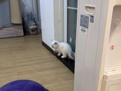 -小猫来了·猫舍(红山六九七九店)