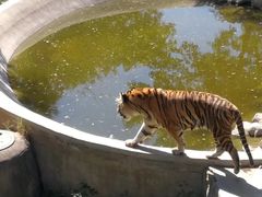 -石家庄市动物园