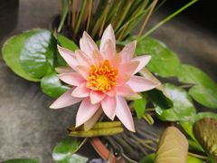 -南堂小馆·川菜馆(德商国际店)