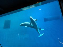 -芜湖新华联大白鲸海洋公园