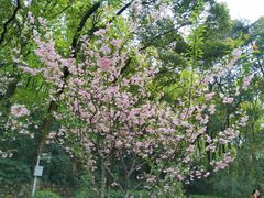 -武汉大学-樱园