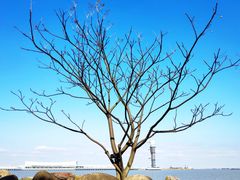 -上海吴淞炮台湾国家湿地公园