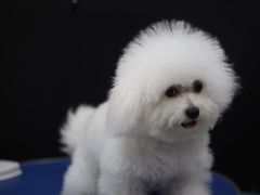 -瑞鹏宠物医院犬猫全科(真大分院)
