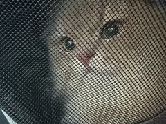 -御宝贝·A梦猫科宠物医院(国际猫友好医院)