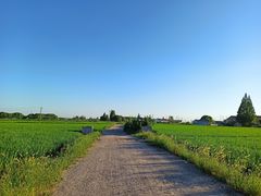 -马陆小张葡萄园农家乐