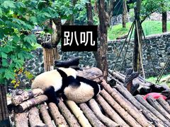 -都江堰中华大熊猫苑