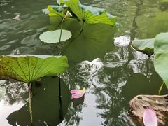 -大宁公园