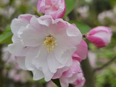 -海棠花溪(元大都城垣遗址公园)