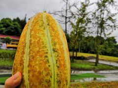 -洪湖家庭农场·团建·露营·会议
