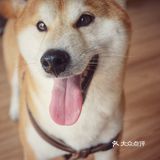 狗… 是我们家的，也非常不错，撸起来很顺滑…