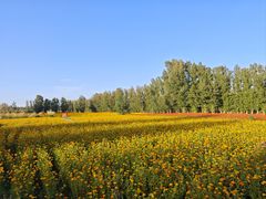 -金塔沙漠胡杨林景区