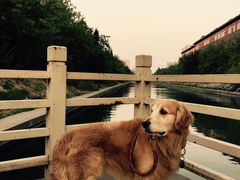 -中农大我爱我爱24h动物医院·中医针灸·猫专科·骨科医疗中心(双井店)