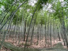 -广州市石门国家森林公园