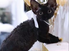 -70cat德文卷毛猫·缅因猫纯种猫舍