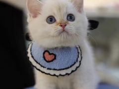 -lincat·猫舍(广州店)