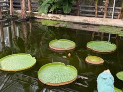 -北京植物园-展览温室