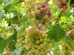 -金谷域澳洲庄园