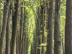 -溱湖国家湿地公园