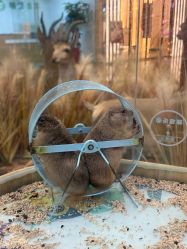 -卡通尼·Safari非洲探索乐园·生日会(金桥国际商业广场店)