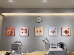 -洗脸猫·洗脸吧