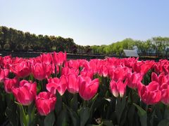 -上海鲜花港