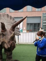 点击看大图 -恐龙探索乐园(磁器口店)