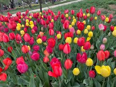 -石家庄市植物园