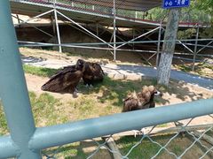 -西霞口神雕山野生动物世界