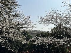 -武汉大学-樱园