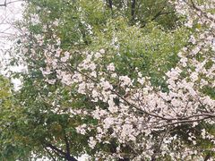 -天鹅湖体育公园