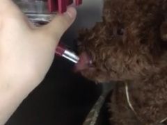 -伟伟宠物医院·CT影像中心·瑞派犬猫综合性门诊(汉口总院)