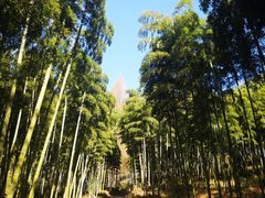 -东明山森林公园