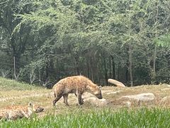 -北京野生动物园