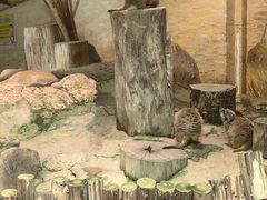 -正佳雨林生态植物园